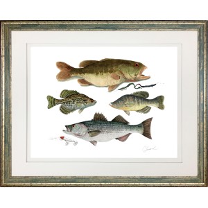 CL- LARGEMOUTH COMPOSITE